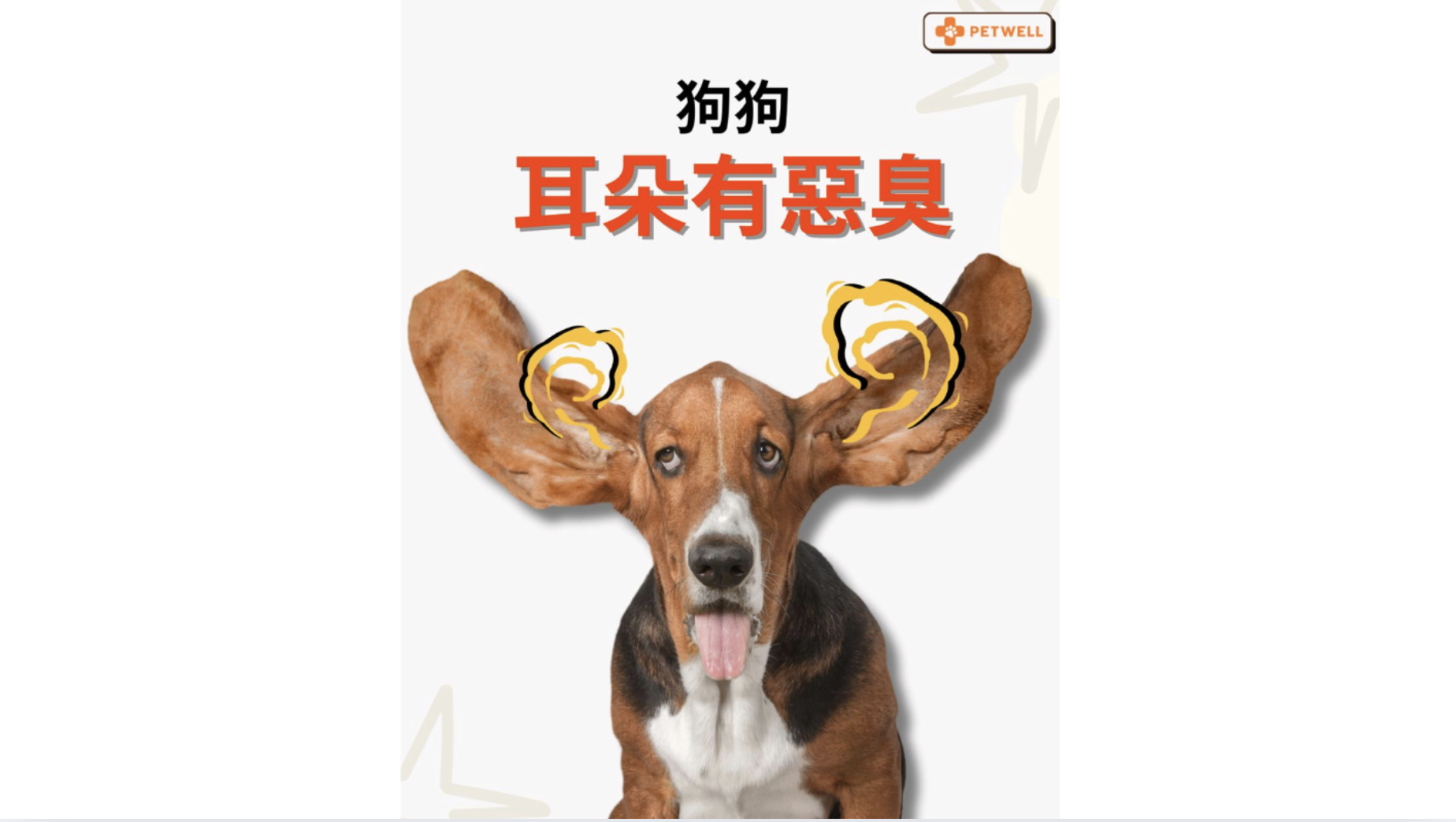 全港24小時獸醫診所＋夜診收費總整理（附地址電話）| PetWell HK