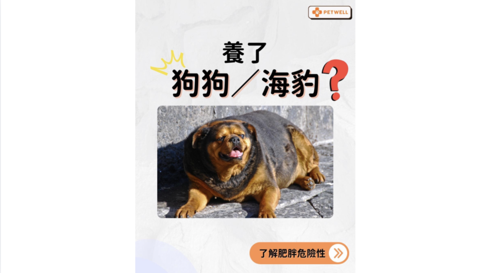 全港24小時獸醫診所＋夜診收費總整理（附地址電話）| PetWell HK